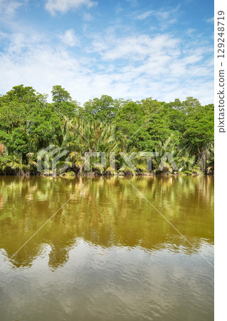 The bank of the Brunei River covered with dense tropical forest, Brunei. 129248719