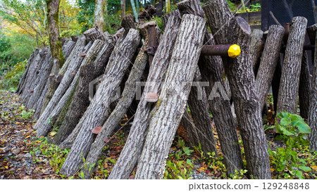 Shiitake mushroom cultivation logs leaning against the mountain slope and mushrooms growing on them Shiitake mushroom cultivation logs leaning against the mountain slope and mushrooms growing on them 129248848