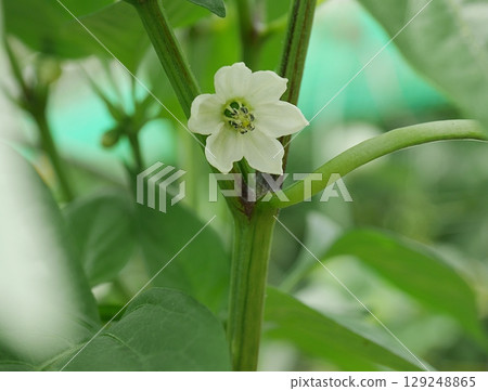 Mini paprika flower 20250701 Mini paprika flower 20250701 129248865