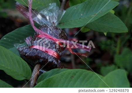 Scion pack on young branch tree. 129248870