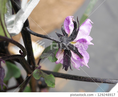 Eggplant flower 20250703 Eggplant flower 20250703 129248917