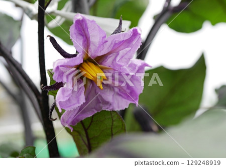 Eggplant flower 20250705 Eggplant flower 20250705 129248919
