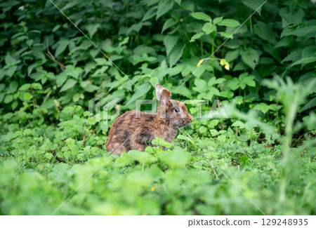 Cute brown rabbit sitting on green grass and eating fresh grass in summer garden Cute brown rabbit sitting on green grass and eating fresh grass in summer garden 129248935