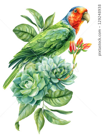 Parrot with green succulents watercolor exotic bird with tropical leaves, exotic bird on an isolated white background Parrot with green succulents watercolor exotic bird with tropical leaves, exotic bird on an isolated white background 129248938