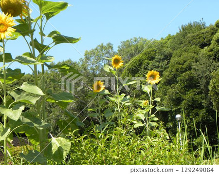 Yellow sunflowers in the flowerbed at the entrance to Inage Seaside Park Yellow sunflowers in the flowerbed at the entrance to Inage Seaside Park 129249084