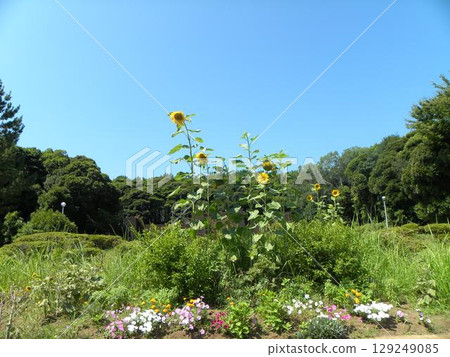 稻毛海濱公園入口花壇裡的黃色向日葵 129249085