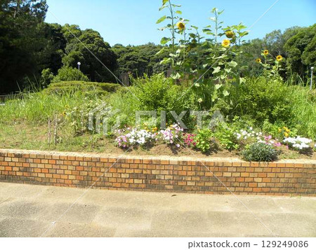 稻毛海濱公園入口花圃裡的黃色矮向日葵 稻毛海濱公園入口花圃裡的黃色矮向日葵 129249086
