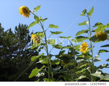稻毛海濱公園入口花壇裡的黃色向日葵 129249091