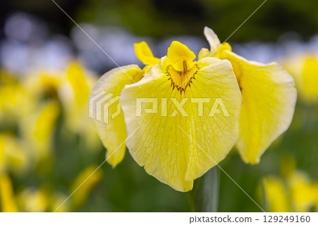 埼玉縣比企郡川町下八林平成之森公園菖蒲園內盛開的黃色菖蒲 129249160