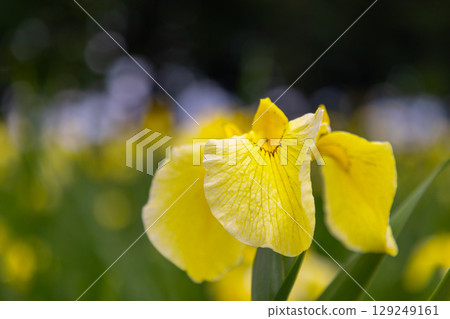 埼玉縣比企郡川町下八林平成之森公園菖蒲園內盛開的黃色菖蒲 埼玉縣比企郡川町下八林平成之森公園菖蒲園內盛開的黃色菖蒲 129249161