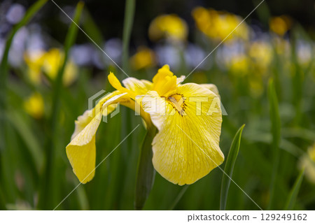 A close-up of yellow irises blooming in the iris garden at Heisei no Mori Park in Shimoyatsubayashi, Kawajima Town, Hiki District, Saitama Prefecture 129249162
