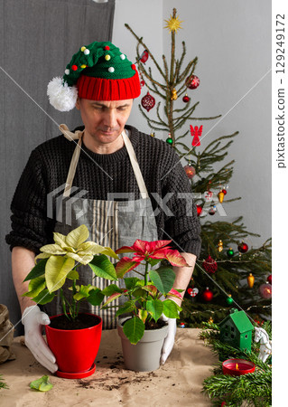 A cozy holiday scene with a man repotting Poinsettia flowers by a Christmas tree, capturing the essence of festive spirit and home gardening during the Christmas season 129249172