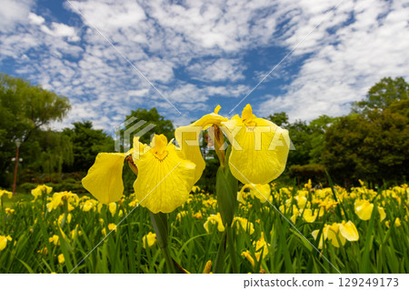 A close-up of yellow irises blooming in the iris garden at Heisei no Mori Park in Shimoyatsubayashi, Kawajima Town, Hiki District, Saitama Prefecture, against the blue sky 129249173