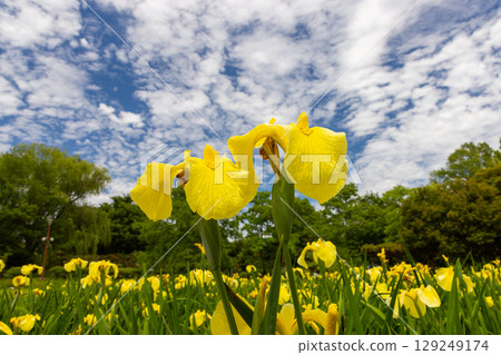 A close-up of yellow irises blooming in the iris garden at Heisei no Mori Park in Shimoyatsubayashi, Kawajima Town, Hiki District, Saitama Prefecture, against the blue sky 129249174