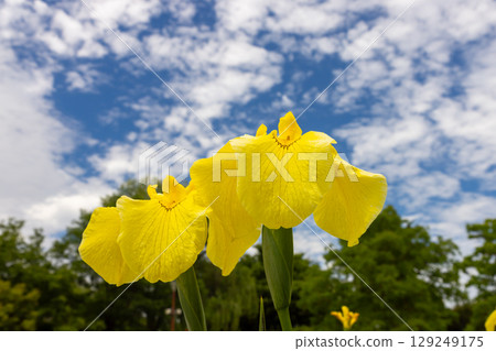 A close-up of yellow irises blooming in the iris garden at Heisei no Mori Park in Shimoyatsubayashi, Kawajima Town, Hiki District, Saitama Prefecture, against the blue sky 129249175