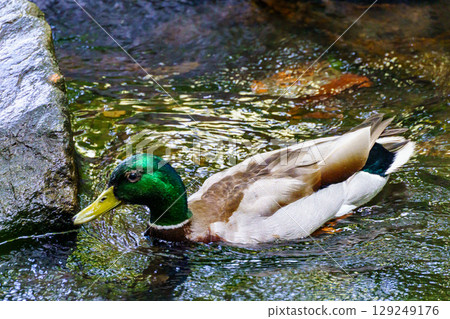 Mallard swimming on the surface of the water 129249176