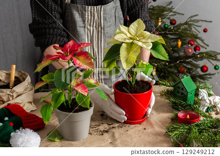 A cozy holiday scene with a man repotting Poinsettia flowers by a Christmas tree, capturing the essence of festive spirit and home gardening during the Christmas season 129249212