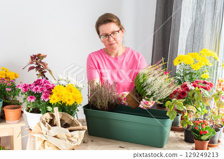 A 50-year-old woman gardening, transplanting autumn heather flowers into pots, creating a charming atmosphere on her terrace for fall 129249213