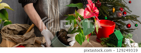 A man transplanting Poinsettia flowers into a new pot near a beautifully decorated Christmas tree, creating a warm, festive atmosphere at home for the holiday season, banner 129249319