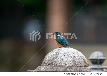 Kingfisher perched on a fence 129249355