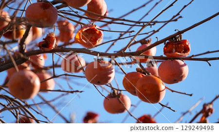 柿子(以及啄食柿子的繡眼蟲) 柿子(以及啄食柿子的繡眼蟲) 129249498