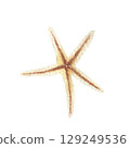 Hand painted watercolor starfish on a white background. Ideal for postcards, printing on wallpaper, fabric 129249536
