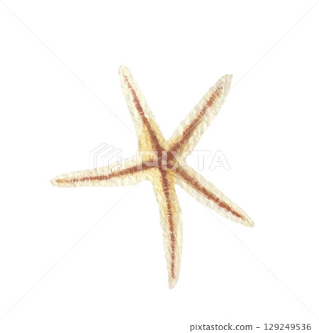 Hand painted watercolor starfish on a white background. Ideal for postcards, printing on wallpaper, fabric 129249536