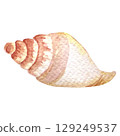 Hand painted watercolor shell on a white background. Ideal for postcards, printing on wallpaper, fabric 129249537
