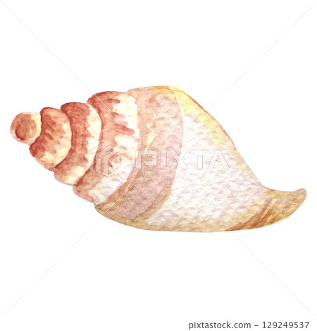 Hand painted watercolor shell on a white background. Ideal for postcards, printing on wallpaper, fabric 129249537