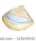 Hand painted watercolor shell on a white background. Ideal for postcards, printing on wallpaper, fabric 129249542