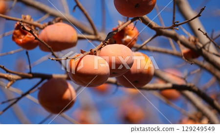 柿子（以及啄食柿子的繡眼蟲） 129249549