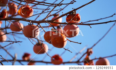 柿子（以及啄食柿子的繡眼蟲） 129249551