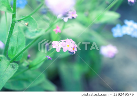 Bellamy pink forget-me-not little flowers growing in spring garden. Myosotis sylvatica or wood forgetmenot, pastel colors Bellamy pink forget-me-not little flowers growing in spring garden. Myosotis sylvatica or wood forgetmenot, pastel colors 129249579