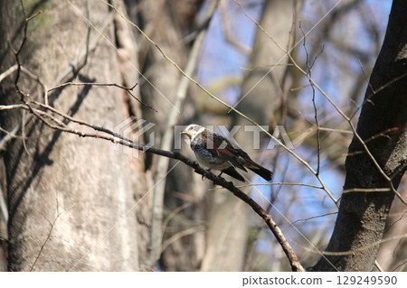 Thrush_7874 129249590