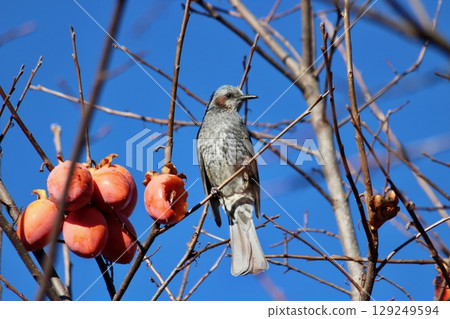 棕色的耳朵來吃柿子 棕色的耳朵來吃柿子 129249594