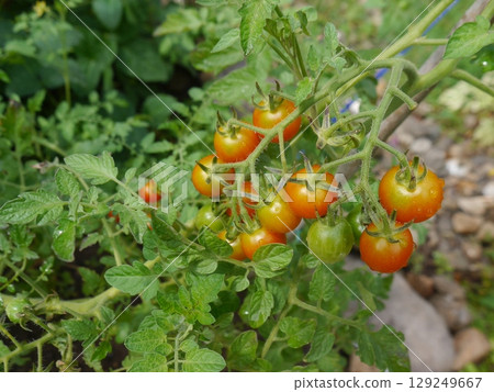 Tomatoes hanging in clusters in the field Tomatoes hanging in clusters in the field 129249667