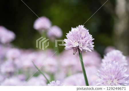 Chives seen in Hokkaido in June 129249671