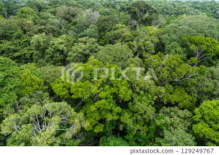 View from the tower of the Musa botanical garden. Manaus, Brazil. Natural beauty, Floresta Amazonica 129249767