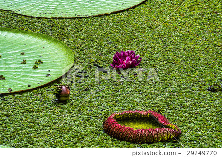 Victoria amazonica flower at Museu da Amazonia, MUSA in Manaus, Brazil. The largest of the water lily family Victoria amazonica flower at Museu da Amazonia, MUSA in Manaus, Brazil. The largest of the water lily family 129249770