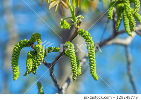 Walnuts blossoms tree in spring light garden close up. Juglans regia blooming branch by blue sky Walnuts blossoms tree in spring light garden close up. Juglans regia blooming branch by blue sky 129249779