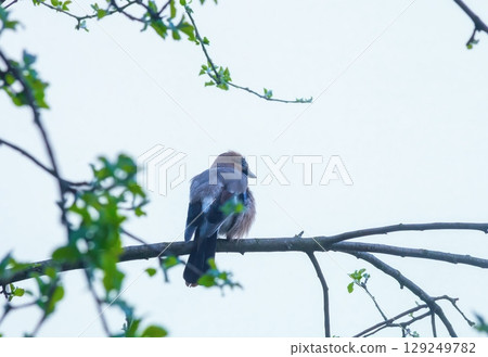 Eurasian Jay sits on tree in spring woods, back view Eurasian Jay sits on tree in spring woods, back view 129249782