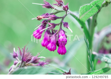 Comfrey pink flowers growth in summer light garden. Symphytum officinale flowering plants grow in spring meadow Comfrey pink flowers growth in summer light garden. Symphytum officinale flowering plants grow in spring meadow 129249785