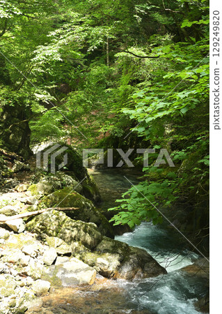 A river flowing through the forest 129249820