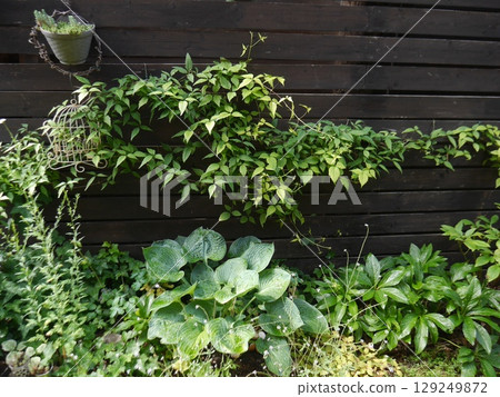 A garden where clematis and hostas grow vibrantly 129249872