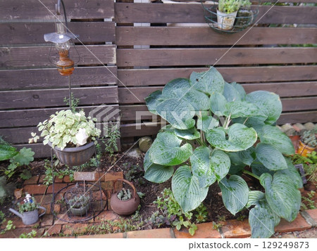 A garden accented with hostas 129249873