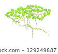Colonial Hedera 129249887