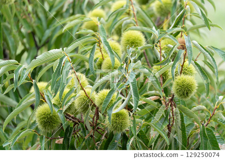 夏日青栗子 夏日青栗子 129250074