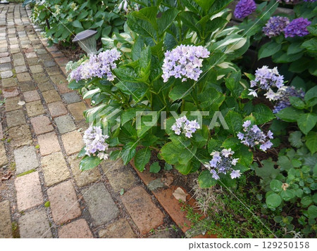 A brick approach with beautiful hydrangeas 129250158