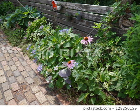 A summer garden with a variety of plants 129250159