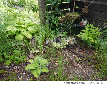 A summer garden with a variety of plants 129250160